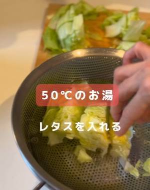 カットレタスの変色を防ぐには？　ひと手間に「やってみます」「簡単すぎた」