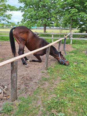 食べ物に目がない馬、まさかの姿勢にネットで衝撃走る　「こんなこともできるんだ…」