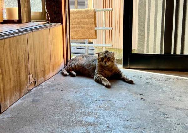 雨宿りのため書店に来た猫、表情に「これは断れないわ」「猫の恩返しに期待」