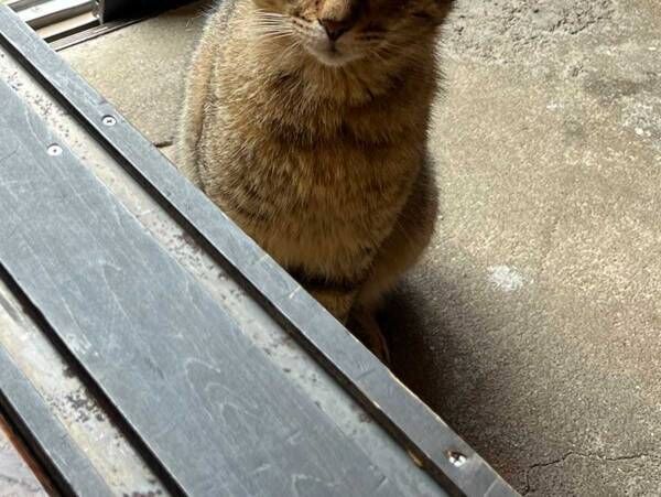 雨宿りのため書店に来た猫、表情に「これは断れないわ」「猫の恩返しに期待」