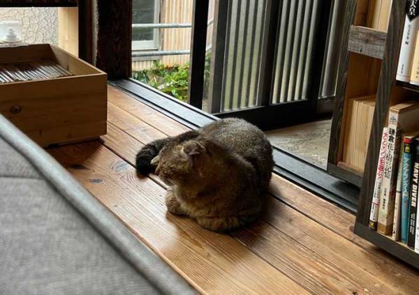 雨宿りのため書店に来た猫、表情に「これは断れないわ」「猫の恩返しに期待」