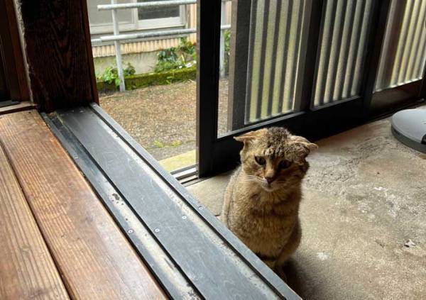 雨宿りのため書店に来た猫、表情に「これは断れないわ」「猫の恩返しに期待」