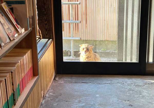 雨宿りのため書店に来た猫、表情に「これは断れないわ」「猫の恩返しに期待」