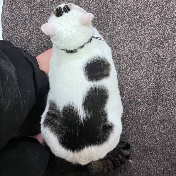 猫の背中にあるのは？　思わず、撮った１枚が話題！