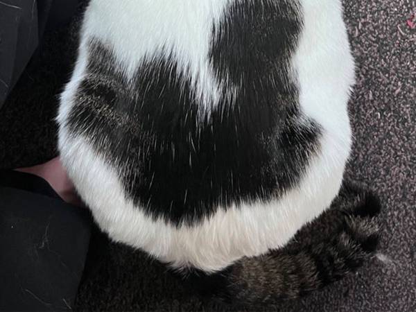 猫の背中にあるのは？　思わず、撮った１枚が話題！