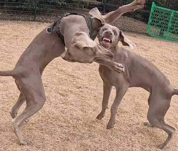 「いや、怖すぎる」「ゾッとした」　２匹の大型犬、本気でじゃれると？