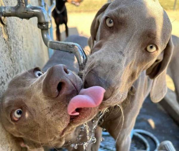 「いや、怖すぎる」「ゾッとした」　２匹の大型犬、本気でじゃれると？