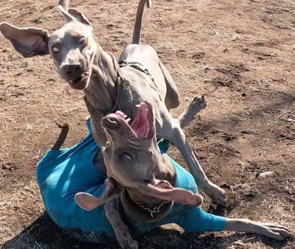 「いや、怖すぎる」「ゾッとした」　２匹の大型犬、本気でじゃれると？