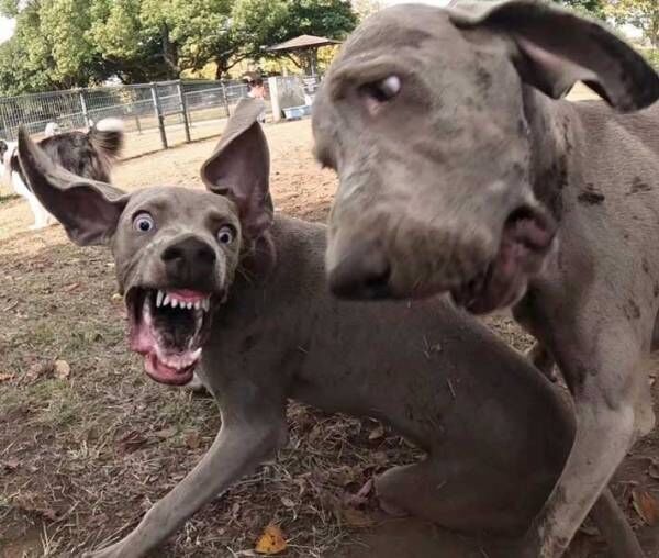 犬の写真