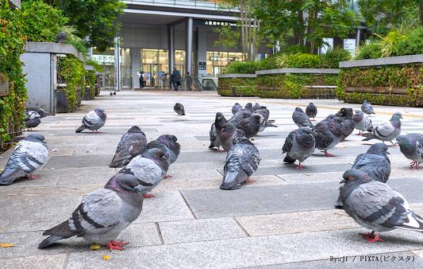 絶対にエサをあげないで！　理由に「怖すぎる」「子供に教えたい」