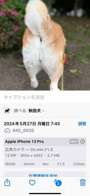 柴犬のはずなのに…　飼い主が気付いたことに「今まで隠していたの！？」