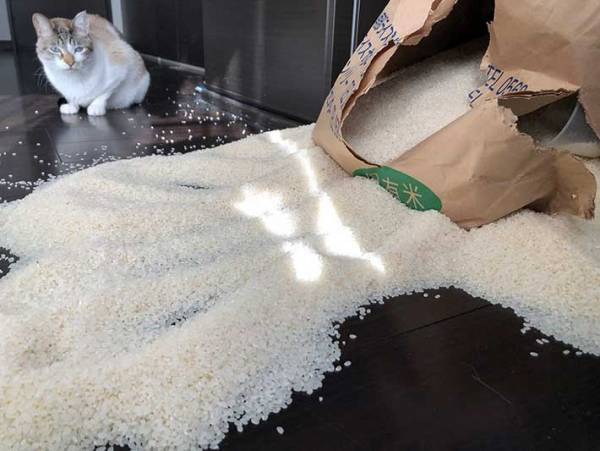 仕事から帰宅したら、床が…　１枚に「派手にやっちゃったね」「許してあげて！」