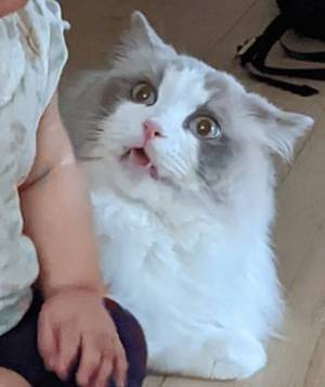 くつろいでいた猫に急接近する０歳児　すると、猫は…？