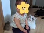 くつろいでいた猫に急接近する０歳児　すると、猫は…？