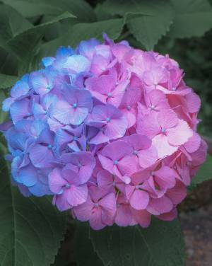 珍しいアジサイの写真に『１４万いいね！』　「初めて見た！」「幻想的」