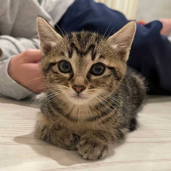 猫のおでこに「なんか既視感」　写真に「マジでアレじゃん」「お見事」