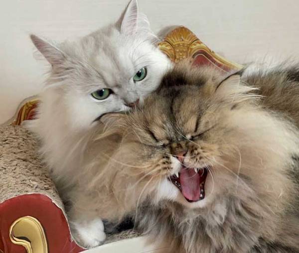 じゃれる２匹の猫、その姿がまるで？　「ごめん、笑った」「めっちゃいい顔」