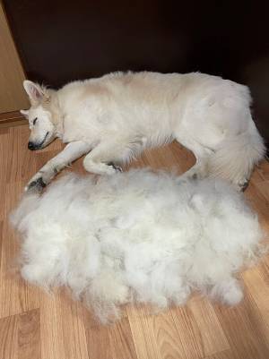 飼い主「まじ？」　シェパードの姿に「笑った」