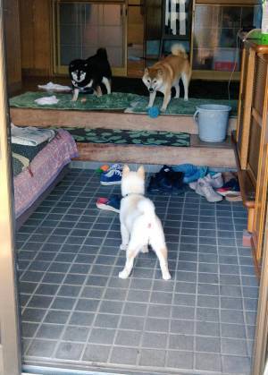 飼い主「これは、倒さないと」　２匹の柴犬に立ち向かうのは？