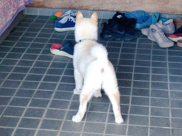 飼い主「これは、倒さないと」　２匹の柴犬に立ち向かうのは？
