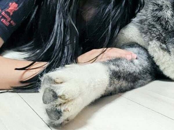 秋田犬で『犬吸い』する小学生　犬の表情が？「ごめん吹いた」「顔、顔ー！」