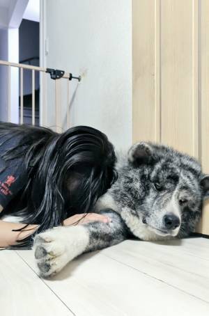 秋田犬で『犬吸い』する小学生　犬の表情が？「ごめん吹いた」「顔、顔ー！」