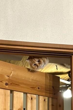 猫の写真