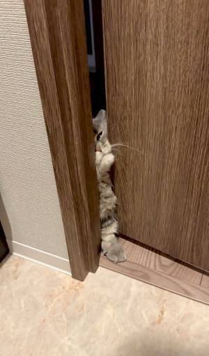 飼い主がトイレに入ると？　愛猫の行動に「頼もしい」「たまらん」