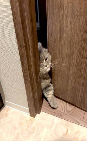 飼い主がトイレに入ると？　愛猫の行動に「頼もしい」「たまらん」