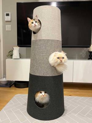 「一生見ていられる」　猫たちがキャットタワーから…　写真に『３万いいね』