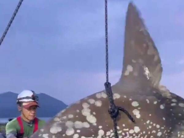 水族館で人気の『あの生き物』　漁で吊り上げられた衝撃の姿に「初めて見た…」