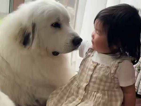 大型犬に近付かれた、１歳娘　その後の行動に「ウトウト…」「犬好きやめられん」
