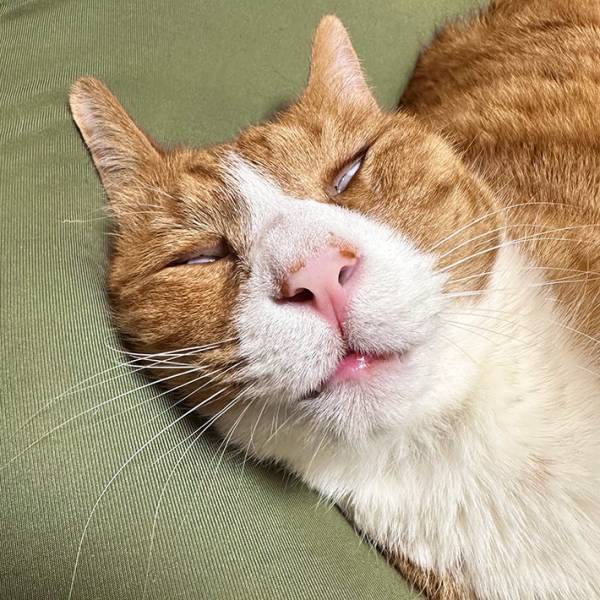 震える手で愛猫を撮影した飼い主　その理由に「電車で見なくてよかった…」