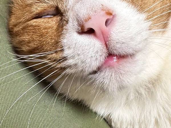 震える手で愛猫を撮影した飼い主　その理由に「電車で見なくてよかった…」