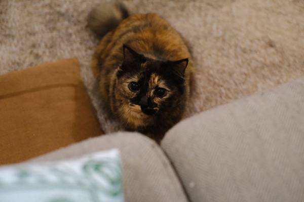 猫が『添い寝』に選んだのは、飼い主…ではなく？