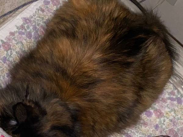 猫が『添い寝』に選んだのは、飼い主…ではなく？