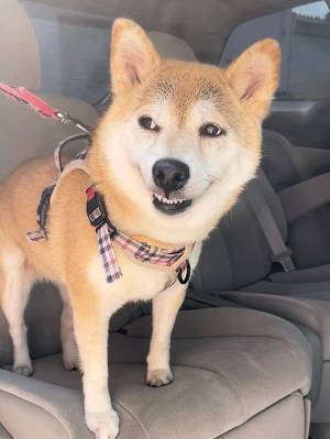 急な予定変更で、柴犬の表情が…「笑った」「隠しきれていないのよ」