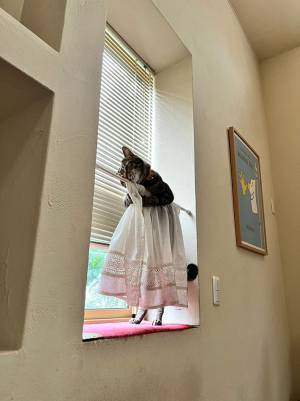 飼い主「いや、乙女かよ」　オス猫の姿に２３万人がキュン！