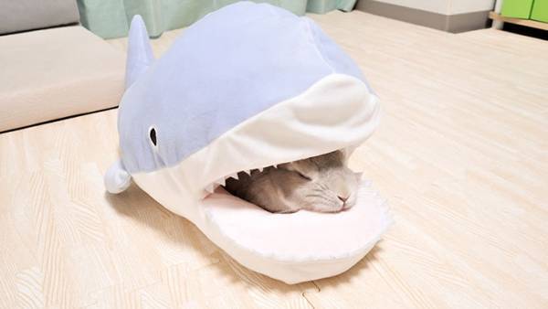 サメのぬいぐるみを見たウサギが？　写真に「和解している」「すごい」