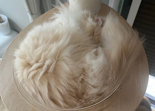 飼い主「山盛りごはんかよ」　猫の姿に『２万いいね』