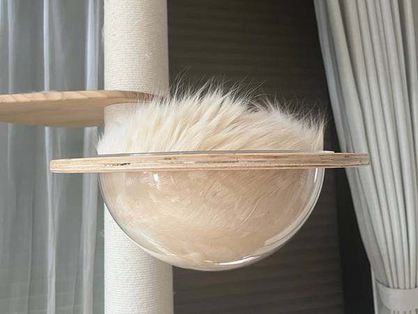 飼い主「山盛りごはんかよ」　猫の姿に『２万いいね』