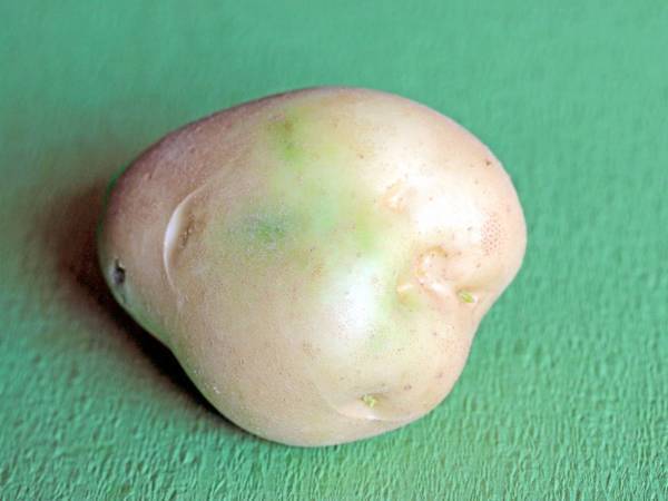 緑色に変色した『じゃがいも』は絶対食べないで！　農水省公式サイトの情報にゾクッ