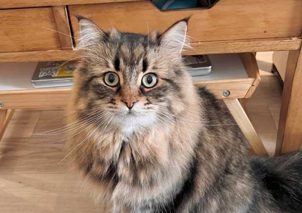 猫の頭にアレが…　奇跡の癖毛に「笑った」「立派すぎる」