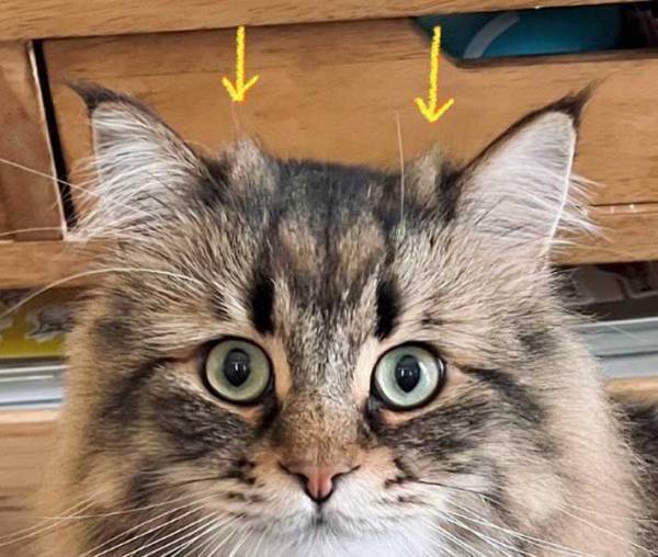 猫の頭にアレが…　奇跡の癖毛に「笑った」「立派すぎる」