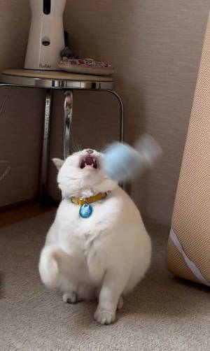 獲物をジッと見つめる猫　次の瞬間…「２枚目で吹いた」「猫じゃないかも」