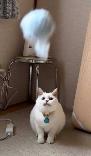 猫の写真