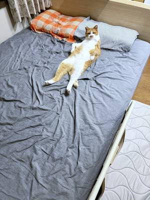 『イケメンすぎる猫』にネットざわつく　「これは惚れる」「最高か」