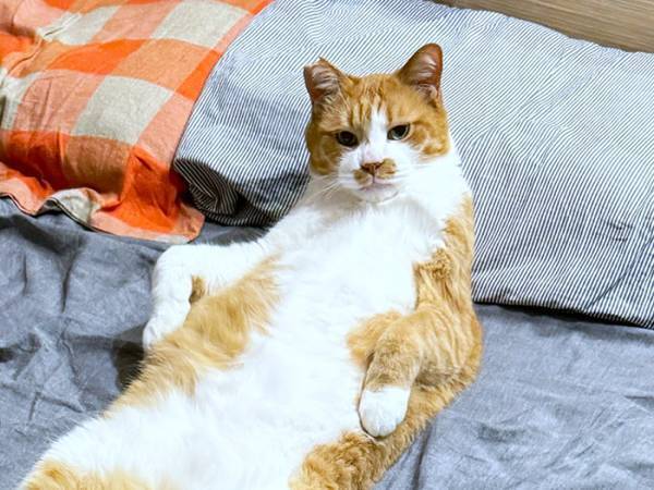 『イケメンすぎる猫』にネットざわつく　「これは惚れる」「最高か」