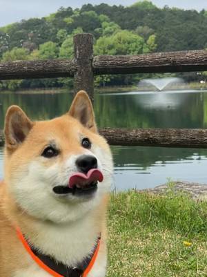 噴水を撮影した飼い主、手前の柴犬を見ると…？　「吹いた」「これはお見事」