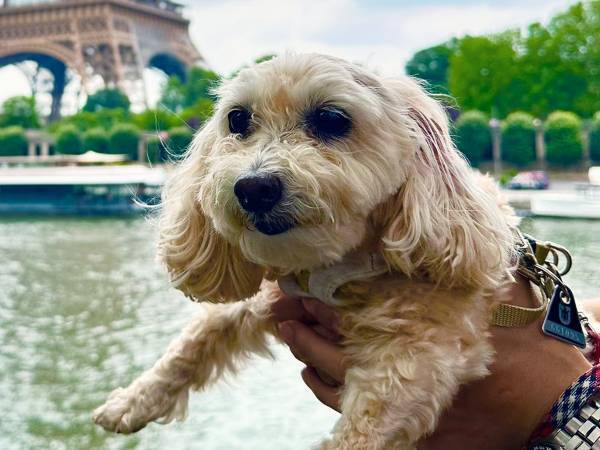 保護犬を迎えたい妻　夫の一言に「泣いた」「真のイケメン」